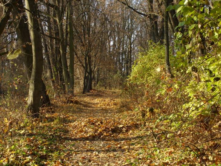 Peliszcze. Park dworski Hutowskich