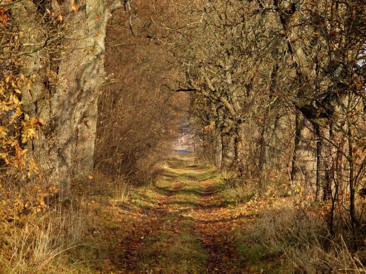Peliszcze. Park dworski Hutowskich