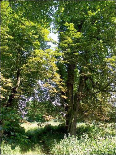 Sviščova. Manor park of the Bylczyński former Manor-place