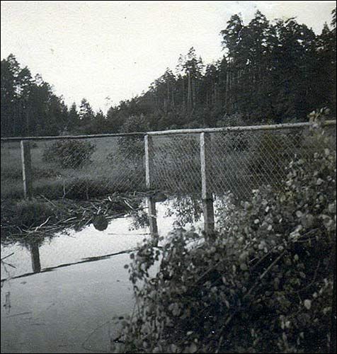  -  Dom Wypoczynkowy. Rezerwat bobrów ogrodzony był siatką