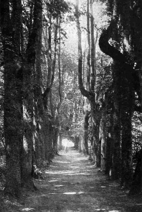 Bacevičy. Estate of Niezabytowski