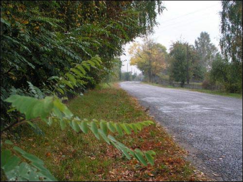 Береза. Пейзажи 