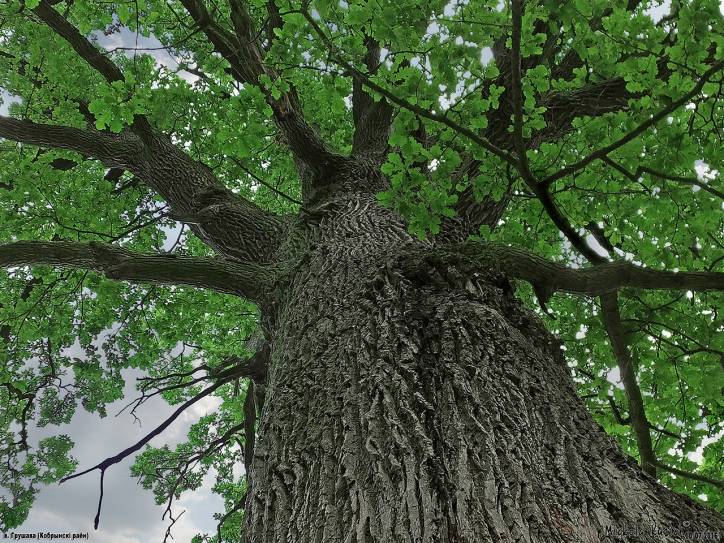 Грушево. Приусадебный парк при бывшей усадьбе Родзевичей