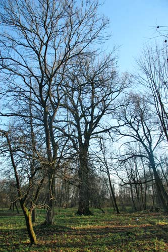Приусадебный парк при бывшей усадьбе Родзевичей Грушеве. Остатки приусадебного парка  - Приусадебный парк при бывшей усадьбе Родзевичей. Остатки приусадебного парка