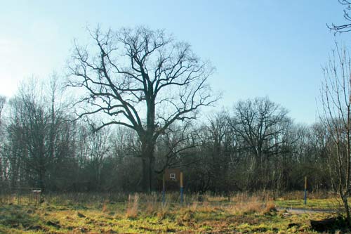 Приусадебный парк при бывшей усадьбе Родзевичей Грушеве. Остатки приусадебного парка  - Приусадебный парк при бывшей усадьбе Родзевичей. Остатки приусадебного парка