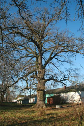Приусадебный парк при бывшей усадьбе Родзевичей Грушеве. Дуб Девайтис  - Приусадебный парк при бывшей усадьбе Родзевичей. Дуб Девайтис