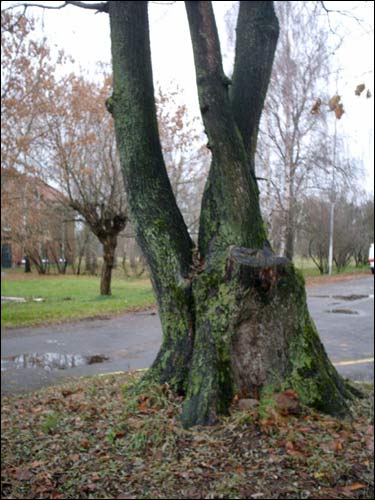 Imianin.  Landscapes 