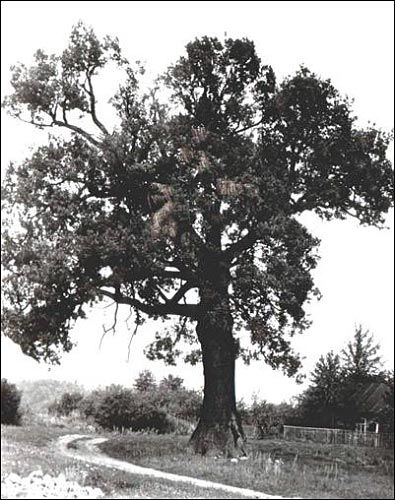 Mikołka. Orthodox church of St. Nicholas