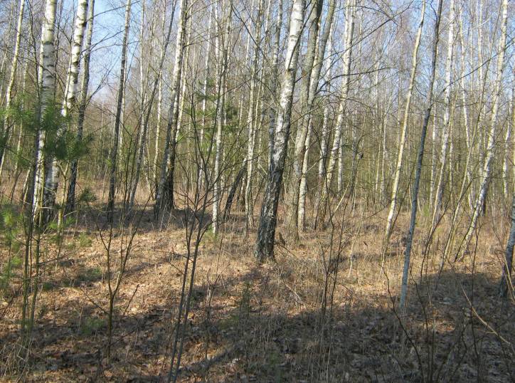 Panizoŭie. Site of ancient settlement 