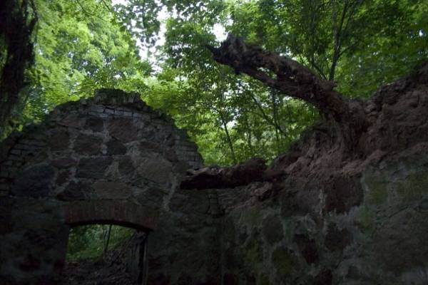 Литвиново |  Приусадебный парк при бывшей усадьбе Шадурских. 