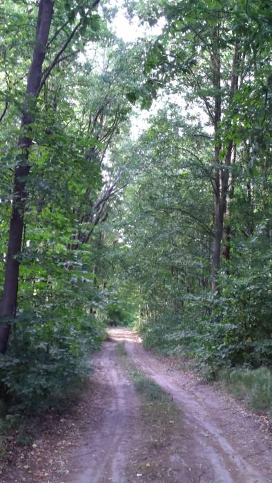 Tułycze. Park dworski Dziekońskich