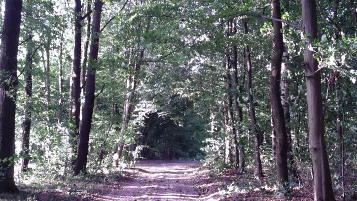 Tułycze. Park dworski Dziekońskich