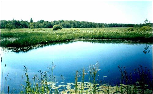 р. Сэрвач ля былога фальварка Клеманцова. Фальварак Кіякоўскіх