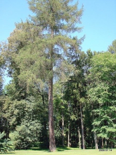 Šešuolėliai I. Manor 