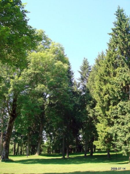 Šešuolėliai I. Manor 