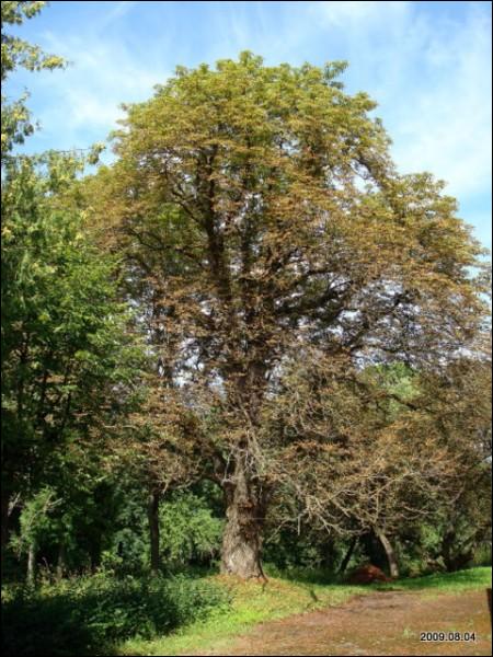 Wysoki Dwór. Zespół pałacowo-parkowy Malewskich