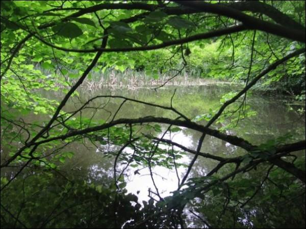  - Manor park . Old pond in the park