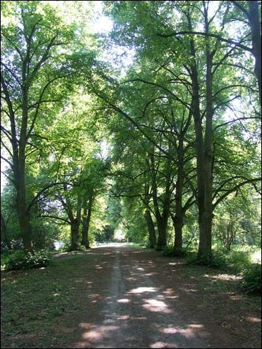 Repichava. Manor park of the Patocki former Manor-place