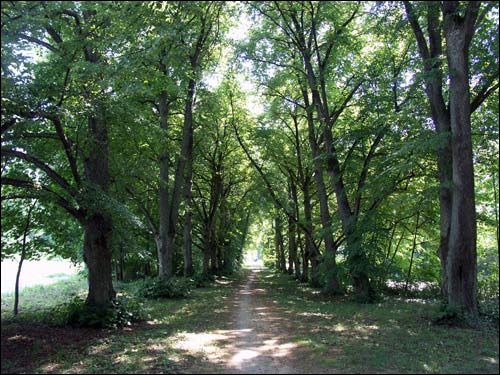 Repichava. Manor park of the Patocki former Manor-place