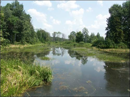 Repichava. Manor park of the Patocki former Manor-place