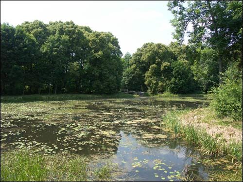 Repichava. Manor park of the Patocki former Manor-place