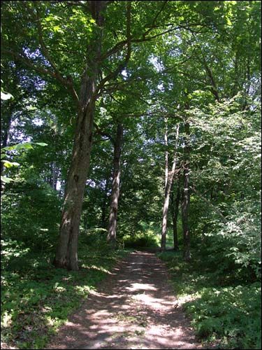 Repichava. Manor park of the Patocki former Manor-place