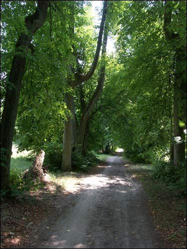 Repichava. Manor park of the Patocki former Manor-place