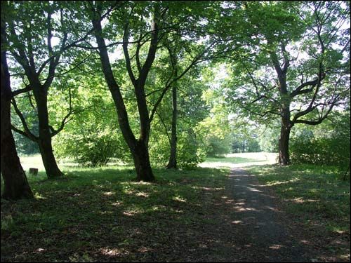 Repichava. Manor park of the Patocki former Manor-place