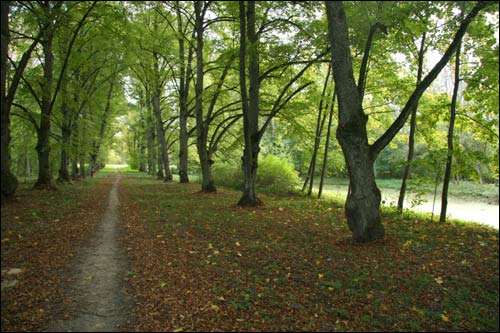Repichava. Manor park of the Patocki former Manor-place
