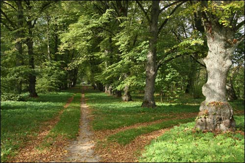 Repichava. Manor park of the Patocki former Manor-place