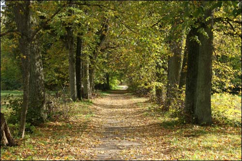 Repichava. Manor park of the Patocki former Manor-place