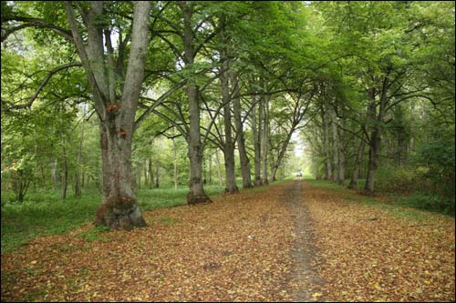 Repichava. Manor park of the Patocki former Manor-place