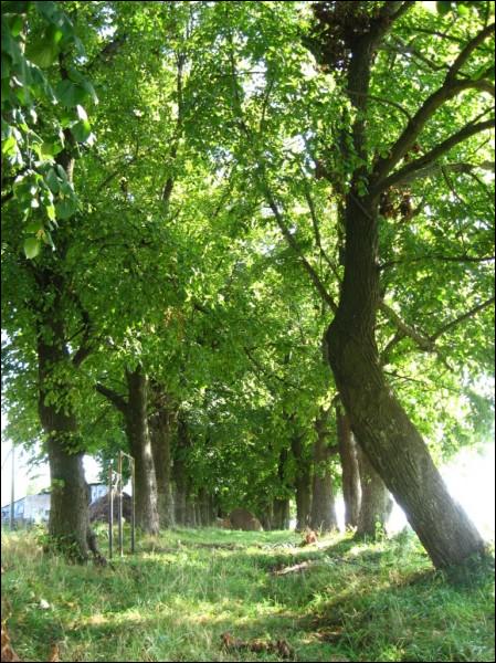 Nowy Uborek. Zespół dworsko-parkowy 