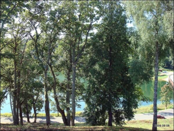 Дубингяй |  Замчище . Вид с городища