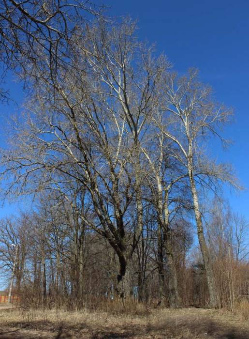 Dvor Plina. Farmstead 