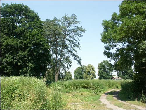 Waszkowce. Park dworski 