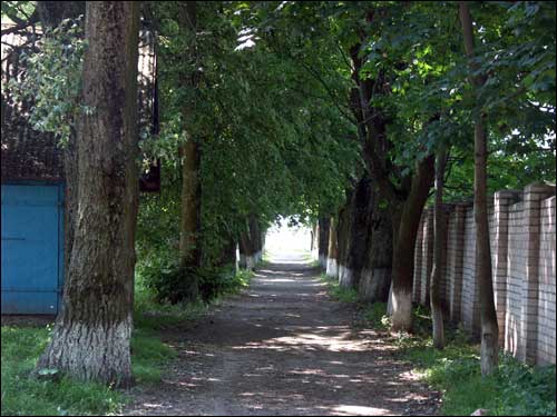 Waszkowce. Park dworski 