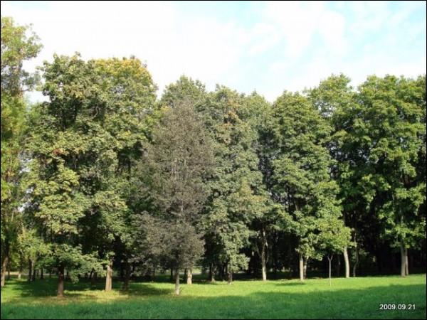 Markucie. Zespół dworsko-parkowy Puszkinych