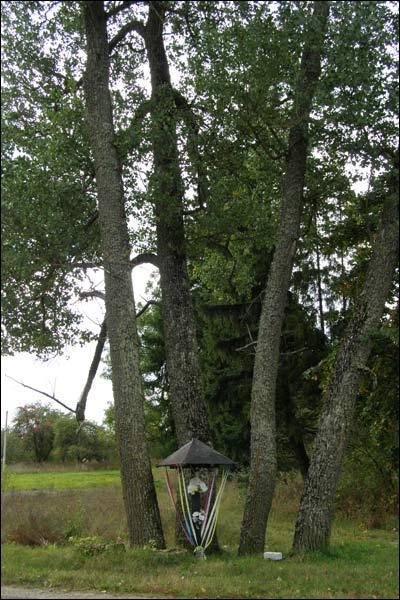 Пашкоўшчына. Прысядзібны парк 