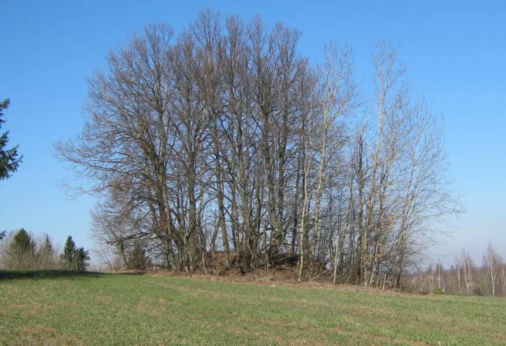 Novaje Haradzišča. Site of ancient settlement 