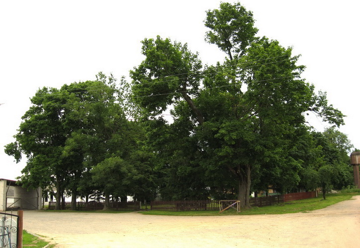 Pieršamajskaja (Sabakincy). In the village 