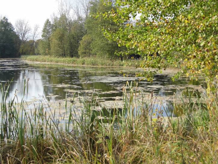 Zieniewicze.  Krajobrazy 