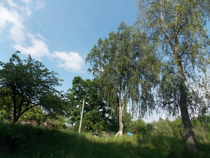 Zieniavičy. Landscapes 