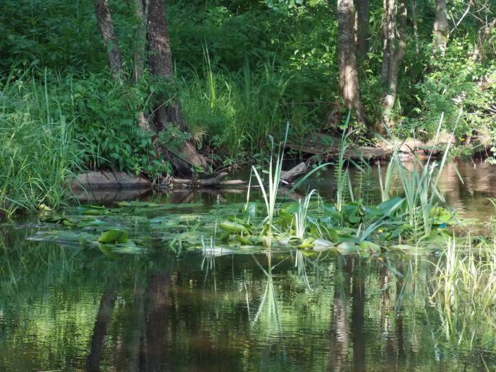 Zieniavičy. Landscapes 