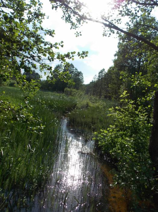 Zieniavičy. Landscapes 