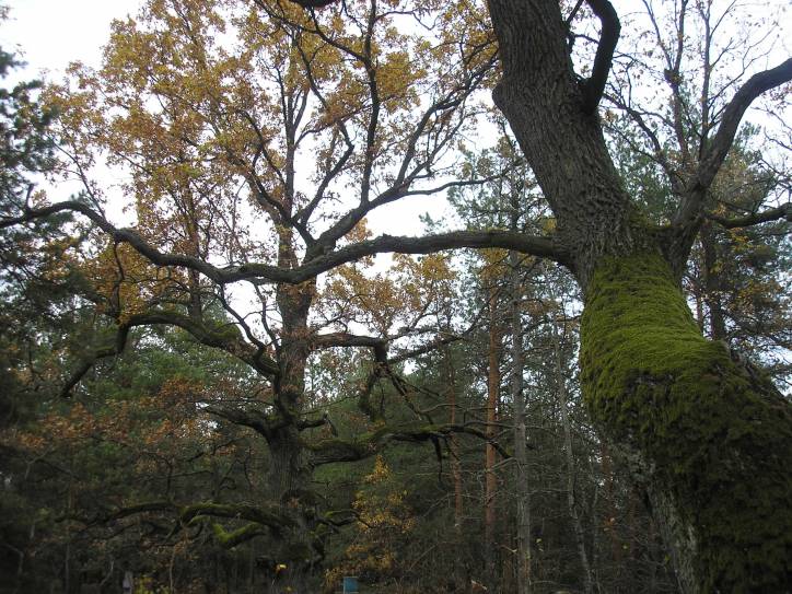 Bradziacin. Chapel of St. John