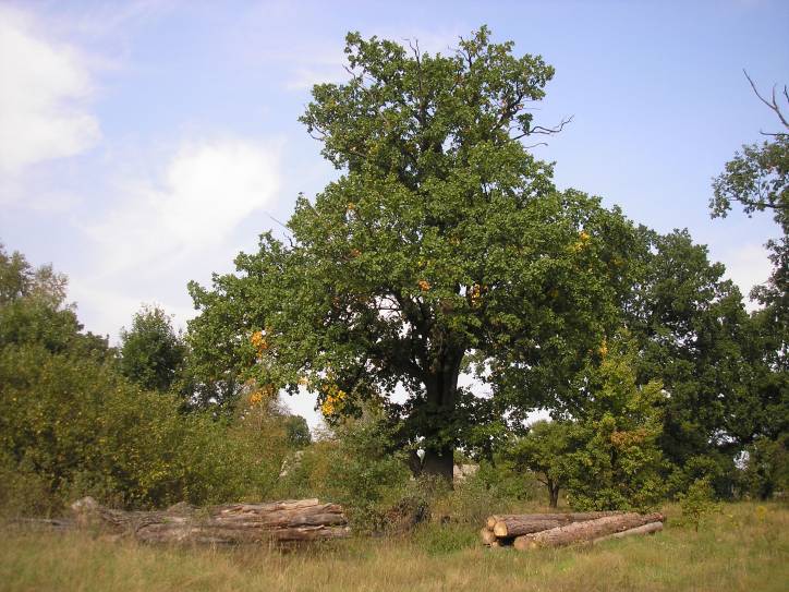 Darapiejevičy.  In the village 
