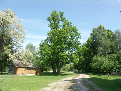  - Пейзажи . Рэшткі ўязной прысады