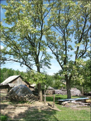  - Пейзажи . Старадаўняя прысада белай акацыі