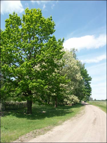 Karpin |  Landscapes . Road to farm-yard
